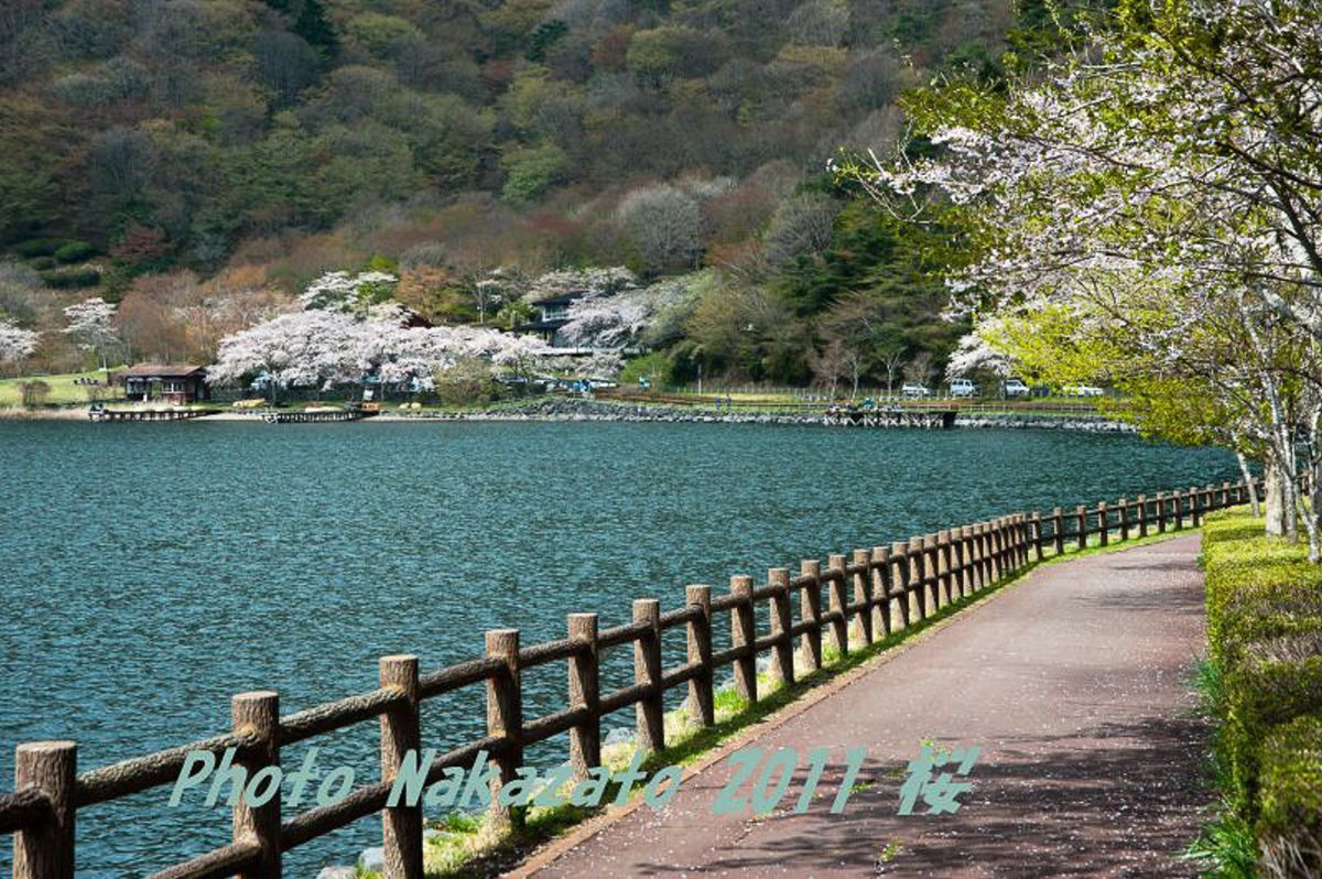 田貫湖の桜